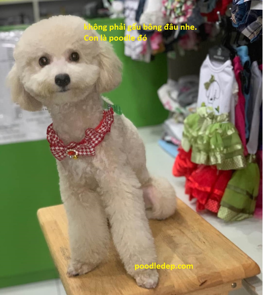 bán và cung cấp poodle toy thuần chủng giá rẻ